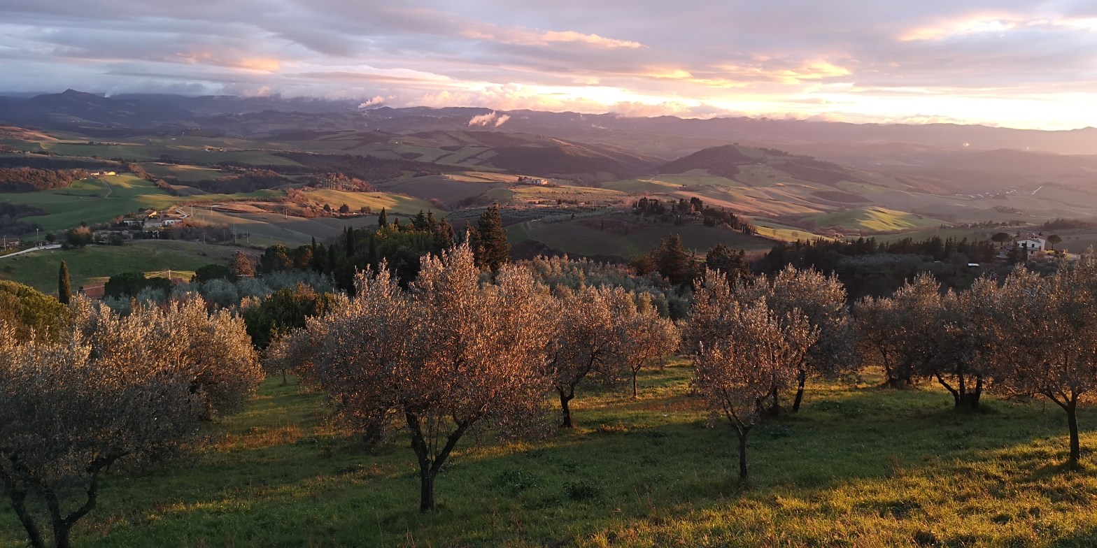 uliveto nella campagna toscana vicino a Volterra